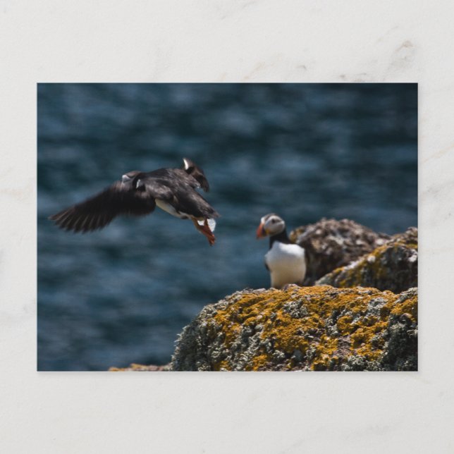 Carte Postale Décollage de Puffin (Devant)