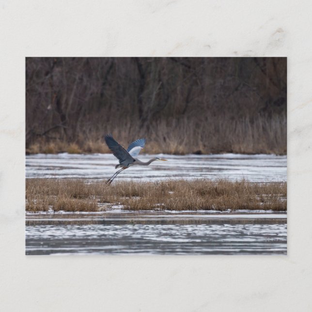 Carte Postale Décollage d'Heron (Devant)