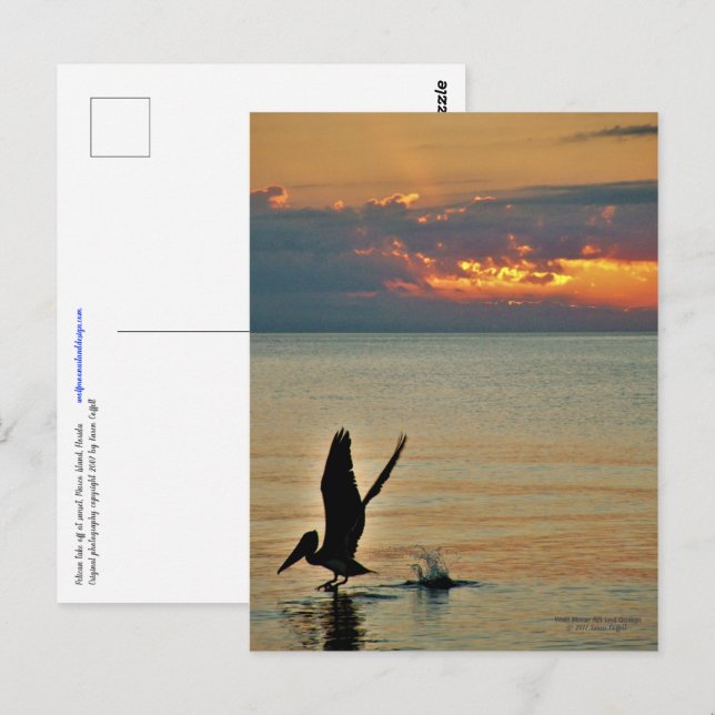 Carte Postale décollage pélican au coucher du soleil Côte du Gol (Devant / Derrière)