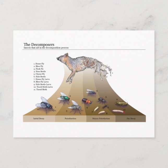 Carte postale Decomposeurs (Devant)
