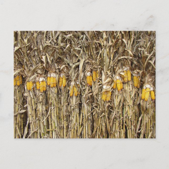 Carte Postale Décorations de stalles de maïs séché (Devant)