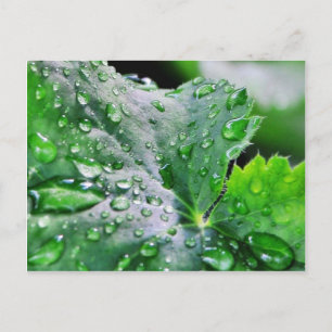 Carte Postale Découpe gouttelettes d'eau