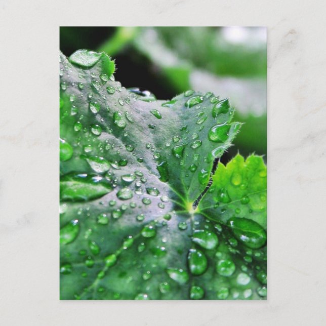 Carte Postale Découpe gouttelettes d'eau (Devant)