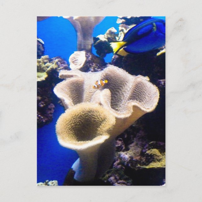 Carte Postale découverte de nemo (Devant)