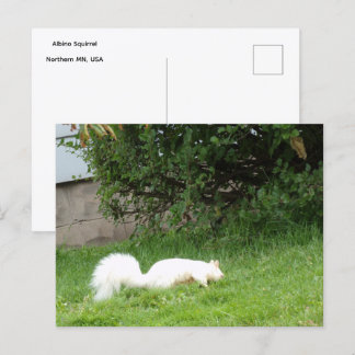Carte postale d'écureuil albinos