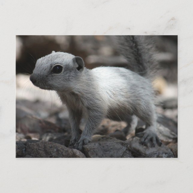 Carte postale d'écureuil blanc leuciste (Devant)