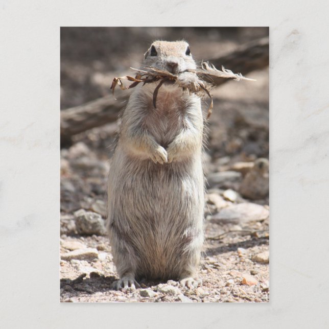 Carte postale d'écureuil de fond à queue ronde (Devant)