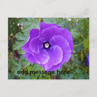 Deep Purple Hibiscus Flower