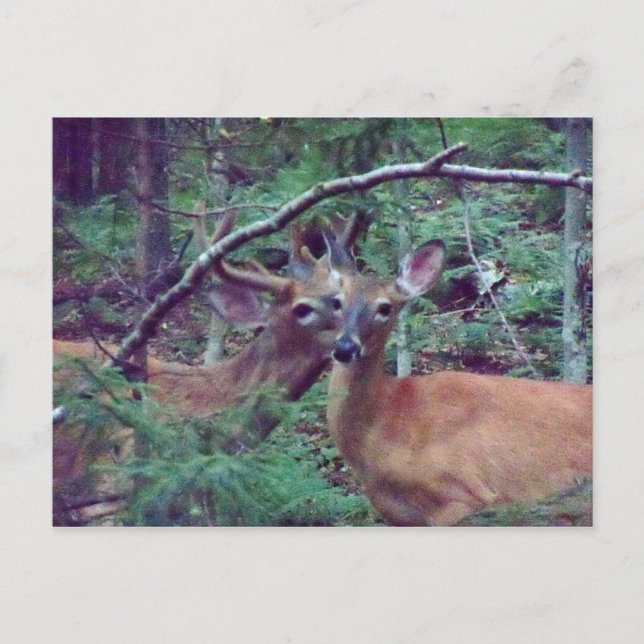 Carte postale Deer (Devant)