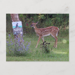 Carte postale Deer