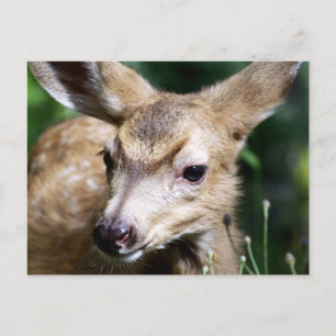 Carte Postale Deer Closeup