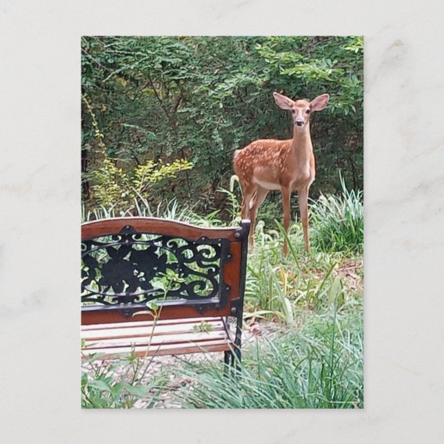 Carte Postale Deer Fawn in Grass Garden Photographie (Devant)