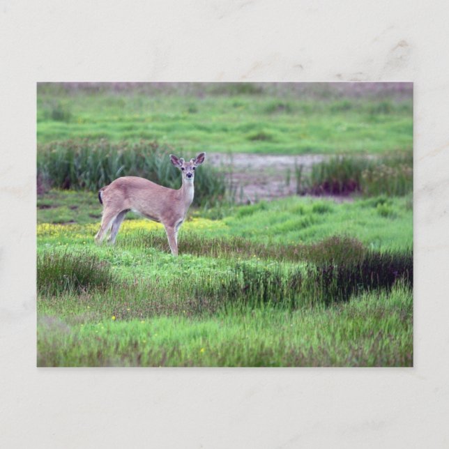 Carte postale Deer in Field (Devant)