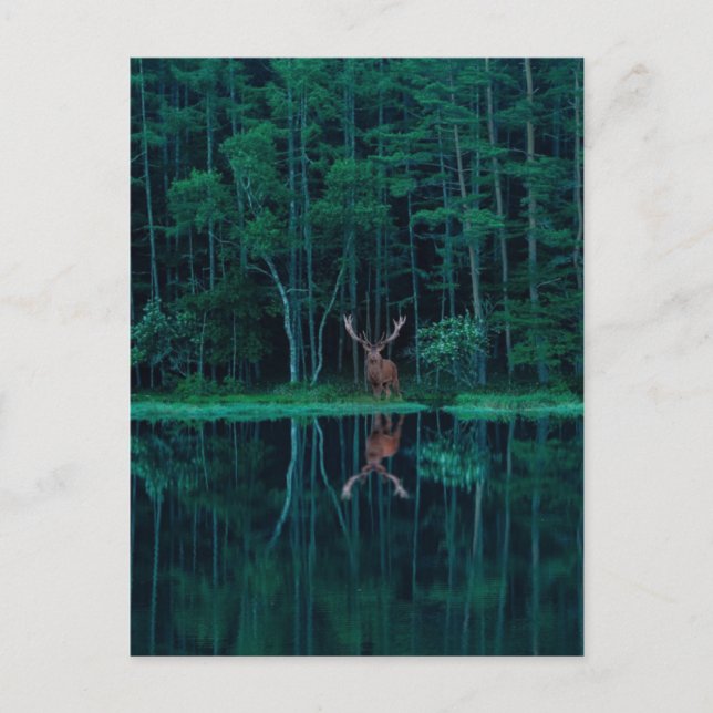 Carte Postale Deer in the Forest Postcard (Devant)