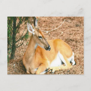 Carte postale Deer Photo