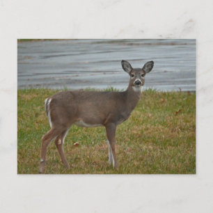 Carte postale Deer Photo