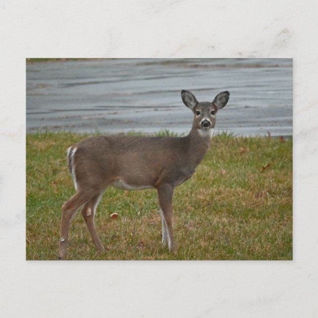 Carte postale Deer Photo (Devant)