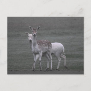 Carte Postale Deers