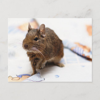 Carte Postale Degré debout sur le drap