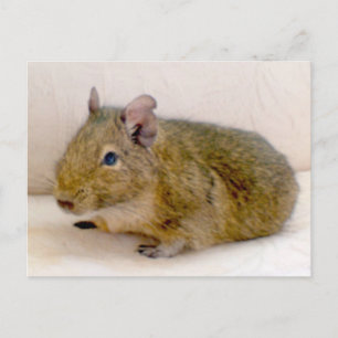 Carte postale Degu