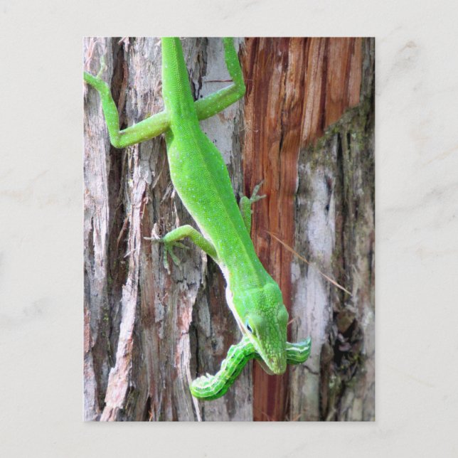 Carte Postale Déjeuner Quelqu'Un ? Onle verte (Lizard) (Devant)