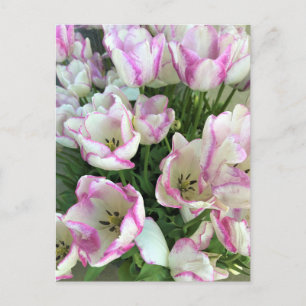 Carte Postale Del Piero Tulips