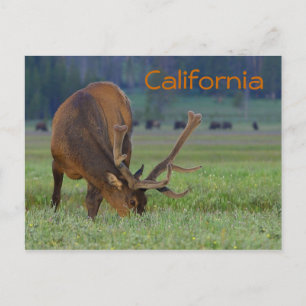 carte postale d'élan de Californie