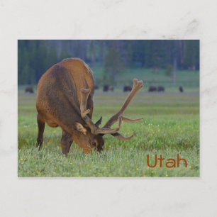 Carte postale d'élan de l'Utah