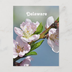 Carte Postale Delaware