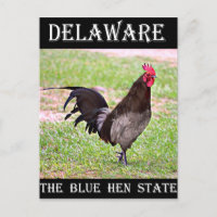 Delaware Blue Hen (Coq)