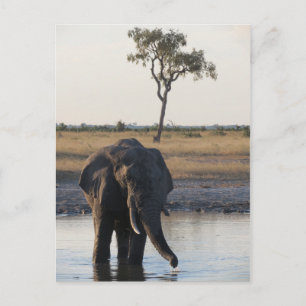 Carte postale d'éléphant africain