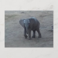 Carte postale d'éléphant de bébé - par la savane