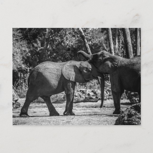 Carte postale d'éléphants joueurs (Devant)