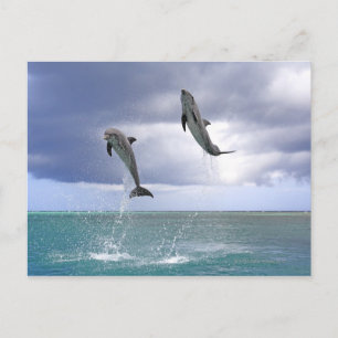 Carte Postale Delfin, Delphin, Grosser Tuemmler, Tursiops 2