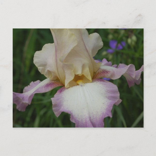 Carte Postale Délicat Iris (Devant)