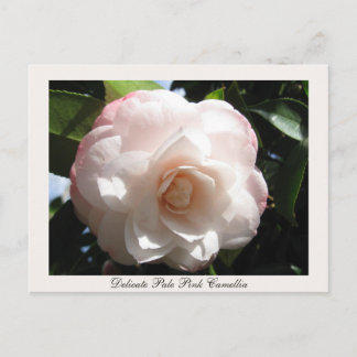 Carte Postale Délicate Camellia rose pâle