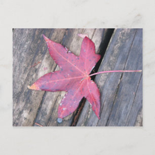 Carte Postale délicatement