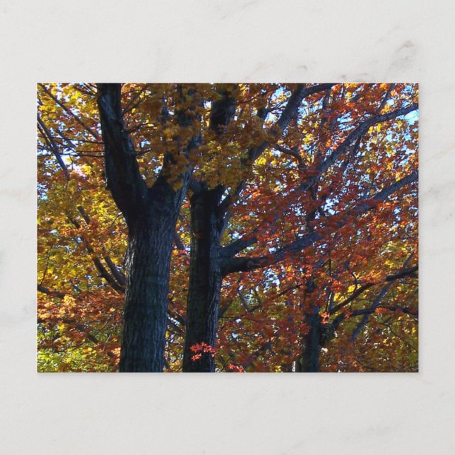 Carte Postale Délicatesse automnale (Devant)