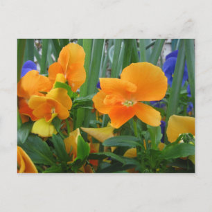 Carte Postale Délice orange
