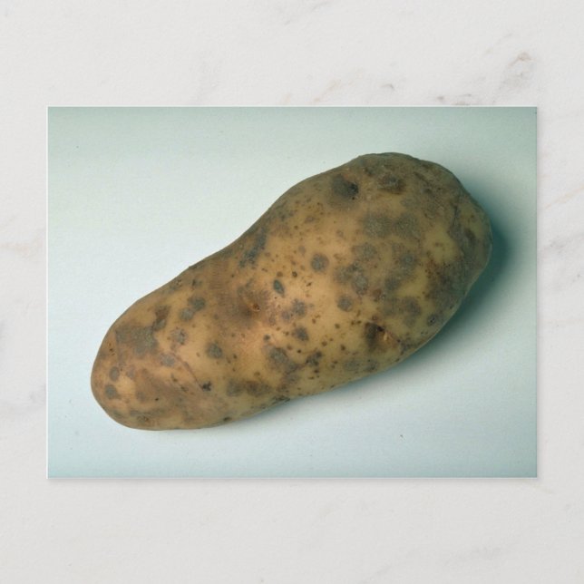 Carte Postale Délicieuse pomme de terre (Devant)