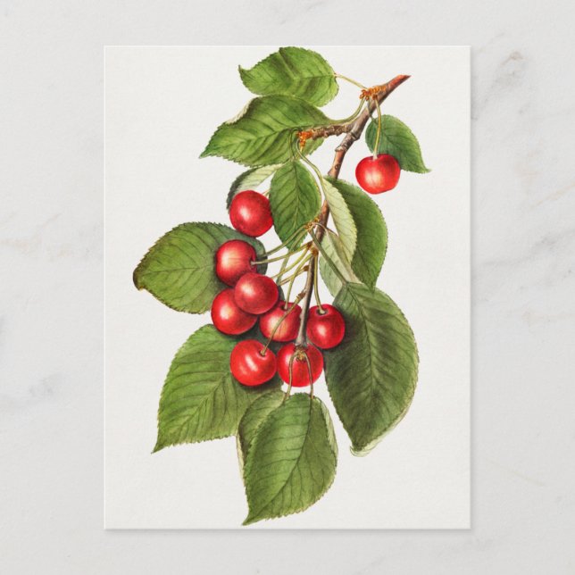 Carte Postale Délicieux cerises rouges Fruit aquarelle peinture (Devant)