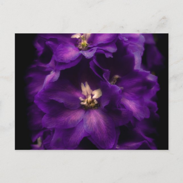 Carte Postale Delphinium Vintage pourpre (Devant)