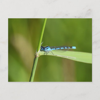 Carte Postale Demoiselle