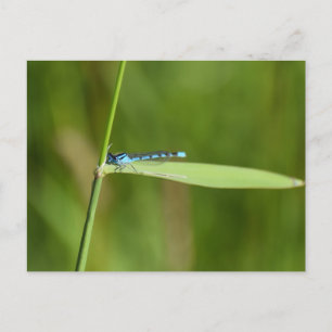 Carte Postale Demoiselle