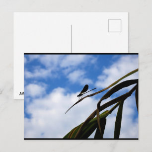 Carte Postale Demoiselle dans le ciel bleu