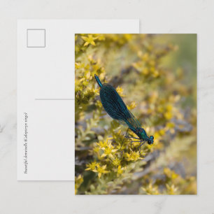 Carte Postale Demoiselle vierge (Calopteryx virgo) Demoiselle