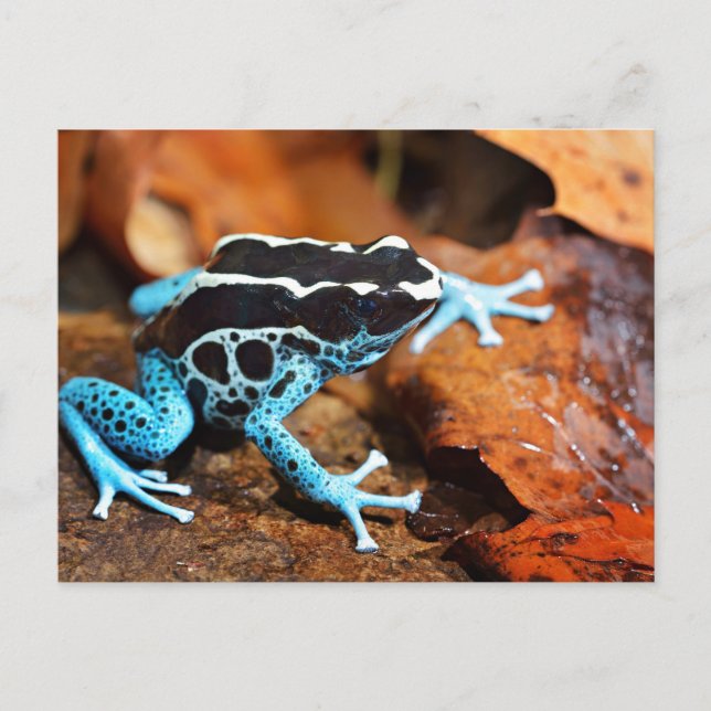 Carte Postale Dendrobates Tinctorius (Devant)