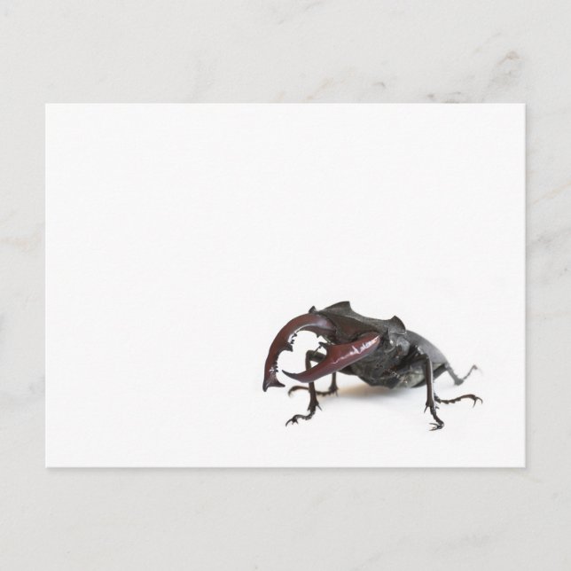 Carte Postale Dendroctone du pin (Devant)