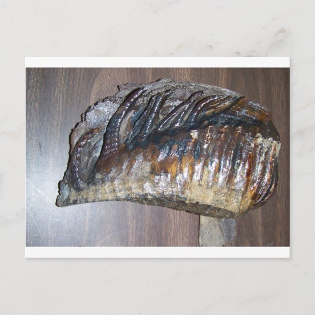 Carte Postale dent de mammoth impressionnante (Devant)