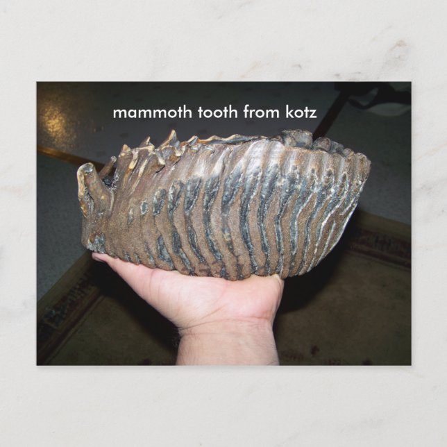 Carte Postale dent, dent mammouth de kotz (Devant)